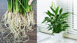 How to grow Peace Lily in water cleaning the air of the room [upl. by Adnim]