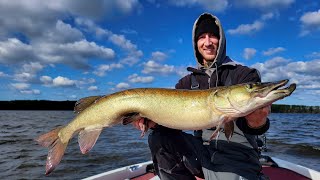 Fall Musky Fishing in the Northwoods Big Fish Encounter [upl. by Llevram582]