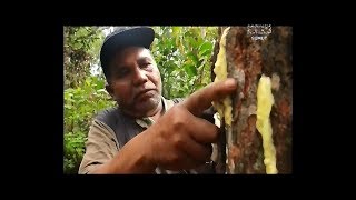 BEGINILAH RITUAL SADAP KEMENYAN DI TANAH BATAK jejakrempahnusantara incense عطور [upl. by Solana]