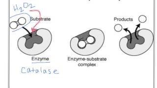 Proteins with focus on Enzymes with explain everything [upl. by Yauqram]