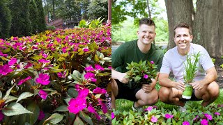 How to Mass Plant SunPatiens  Theme Park Inspiration  Gardener in Love [upl. by Eyllek272]