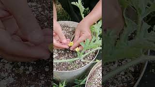 planting and caring for watermelons in pots pollination of watermelons [upl. by Sedgewick]