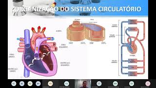 Ciências Morfofuncionais dos Sistemas Nervoso e Cardiorrespiratório  Aula 12 [upl. by Neened]