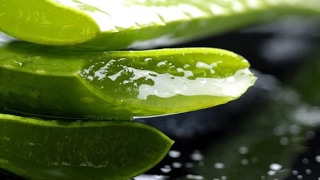 Aloe vera gel pure and organic  How to make and use aloe vera gel without mess [upl. by Wurster270]