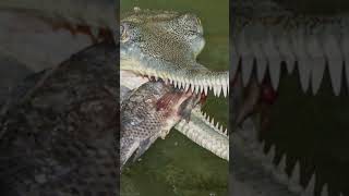 Critically Endangered Indian Gharial Crocodilian [upl. by Ezana]