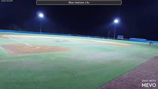 Blue Wahoos 14u 20241114 [upl. by Trev]