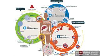 Ciclo de vida de los Parásitos de la Malaria [upl. by Maltzman]