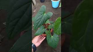 anthurium plants kupinggajah forsale petani music viralvideo reels fyp [upl. by Ainoek]