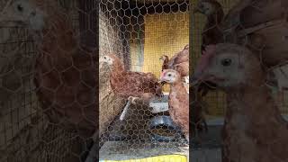 Golden wings red comb chicks mini vlogbirds chicken youtube [upl. by Anahsahs66]