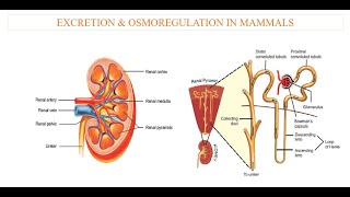 Excretion in Mammals [upl. by Eelytsirk]