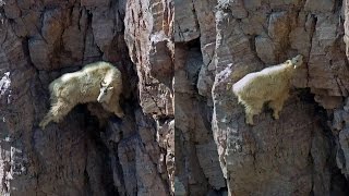 11 Pictures of Unbeliable Crazy Goats on Cliffs [upl. by Natascha]