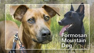 Formosan Mountain Dog The Breed that just wont die [upl. by Aihsyla]