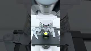 Softboiled egg magnified 40 times is seriously cool shorts microscope science [upl. by Perusse]