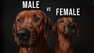 Male vs Female Rhodesian Ridgeback Which One Should You Get [upl. by Siobhan930]