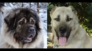 Albanian Illyrian Qeni i Sharrit Vs Iranian Persian Kangal Dog Fight [upl. by Dare]