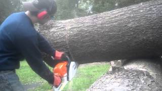 Stihl MS271 20quot cutting pine [upl. by Nallak]