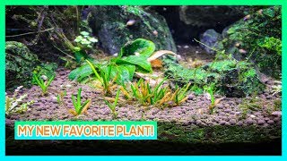 LITTORELLA UNILFORA  CARPETING AQUARIUM PLANT CARE GUIDE [upl. by Rozelle]