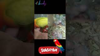 How to Identify Male and Female Lovebirds birds [upl. by Llemor507]