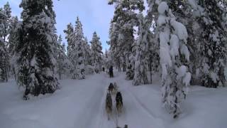 Kiruna Sweden Dog Sledding 6 Day Tour  Jukkasjärvi Wilderness Tours [upl. by Enitnemelc740]