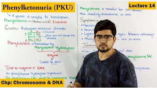 PhenylKetonuria PKU  A Genetic Disorder  Lecture 14 [upl. by Dikmen]