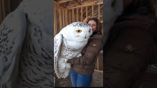 Owl are so much smart birds 😨 owl birds factsinhindi facts greyowl shorts [upl. by Jaylene]