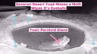 Sonoran Desert Toad Misses a Moth and Wipes Its Eyeballs [upl. by Avert]