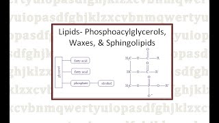 Lipids Phosphoacylglycerols Waxes and Sphingolipids [upl. by Saint]