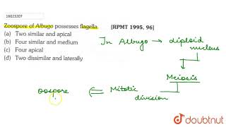 Zoospore of Albugo possesses flagella [upl. by Natsirk]