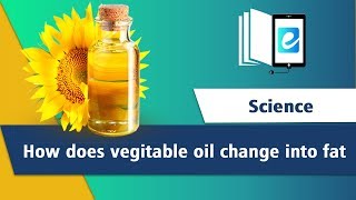 How does vegetable oil change into fat Hydrogenation of Vegetable Oil [upl. by Lewap]