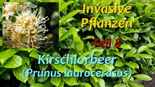 Invasive Pflanzen  Teil 8  Kirschlorbeer [upl. by Kellyann44]