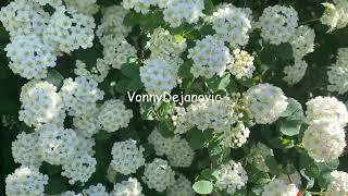 alyssum flower [upl. by Adamek]