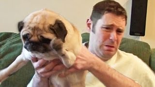 Pug Poops on Owner [upl. by Paske]