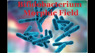 Bifidobacterium Morphic Field [upl. by Goraud]