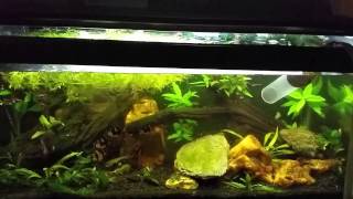 Water Change w H2O2 for Cyanobacteria and Algae Control [upl. by Namyh]