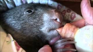 Baby Wombats Day [upl. by Broder]