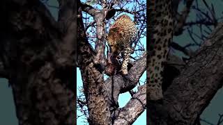 Leopard stakling lion in treeanimals wildlife wildanimals foryou fyp [upl. by Aronoel]