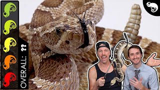 Rattlesnake The Best Pet Snake [upl. by Trutko]