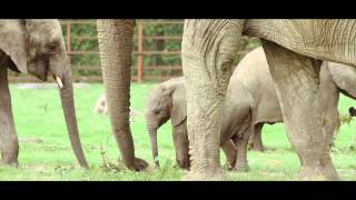 Visit Howletts Wild Animal Park [upl. by Jocelyne]