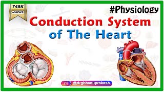 Conduction system of the heart  Sinoatrial node AV Node Bundle of His Purkinje fibers Animation [upl. by Adabel]