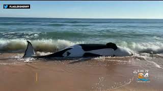 21ft Killer Whale Washes Up On Florida Beach [upl. by Atin]