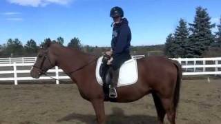 how to adjust your stirrups in your saddle [upl. by Hsac]