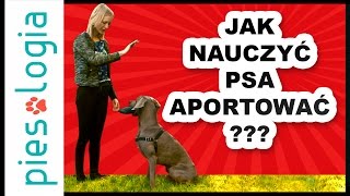 Jak nauczyć psa aportowania [upl. by Melodie895]