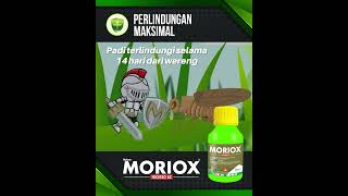 PAKAI MORIOX WERENG KEOX [upl. by Ailecec]