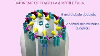 AXONEME of CILIA amp FLAGELLA [upl. by Verge]