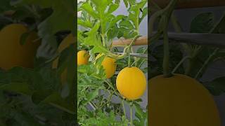 Episode  4 How to grow vegetables easily​  Growing watermelons in plastic bags [upl. by Euqram]