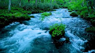 Find Serenity with Flowing Forest River Sounds [upl. by Wren549]