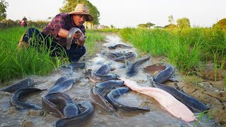 Amazing fishing a fisherman skill catch fish crabs a lots in rice field by best hand the morning [upl. by Domenic648]