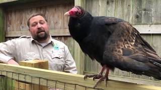 Turkey Vultures [upl. by Murdocca]