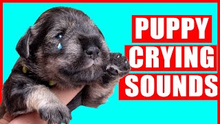 Puppy Crying Sound  Dog Crying Sound Effect Puppies Whining Noises [upl. by Birk186]