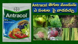 Antracol fungicide use in telugu  Propineb 75 Wp  Bayer antracol price [upl. by Nelleh]